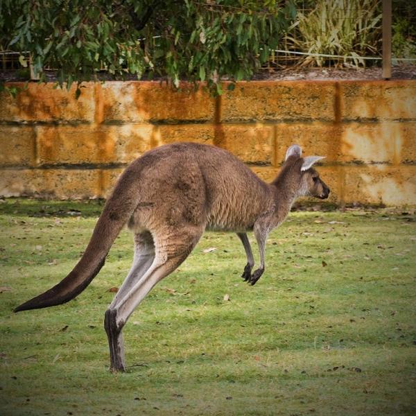 Hvor langt kan en kenguru hoppe