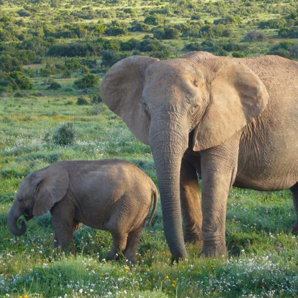 Hvor lenge varer en elefantgraviditet