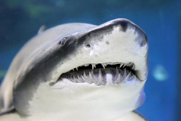 Hvor mange tenner har en hai