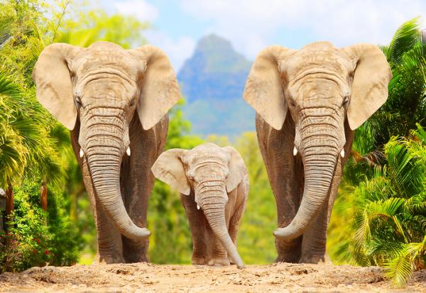 Hvordan formerer elefanter seg