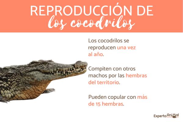 Hvordan formerer krokodiller seg