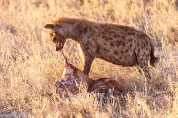 Hvordan jakter hyener