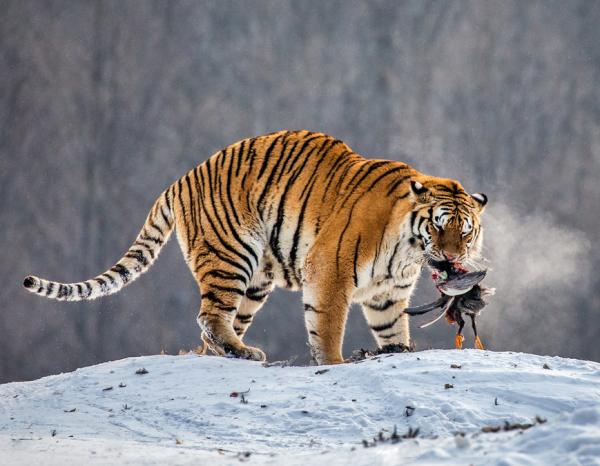 Hvordan jakter tigre