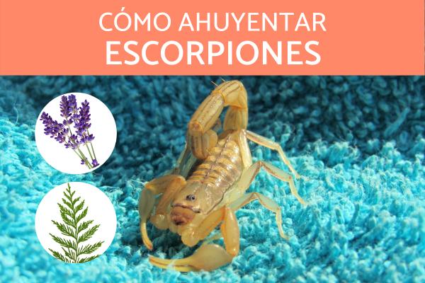 Hvordan skremme bort skorpioner eller skorpioner