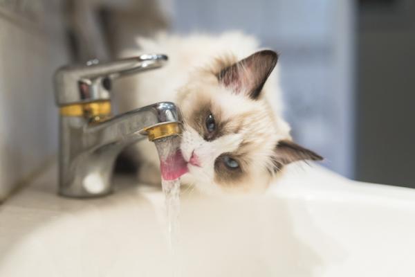 Hvorfor drikker katter vann fra springen