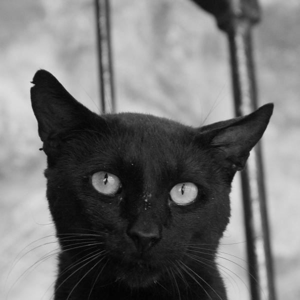 Hvorfor er svarte katter forbundet med uflaks