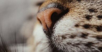 Hvorfor har katter vate neser