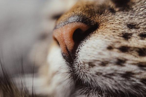 Hvorfor har katter vate neser