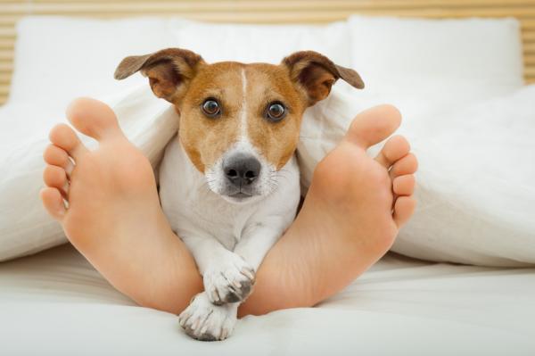Hvorfor liker hunder a sove pa beina