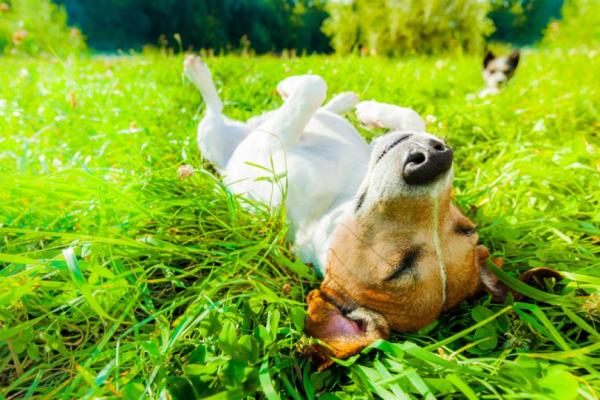 Hvorfor liker hunder solen