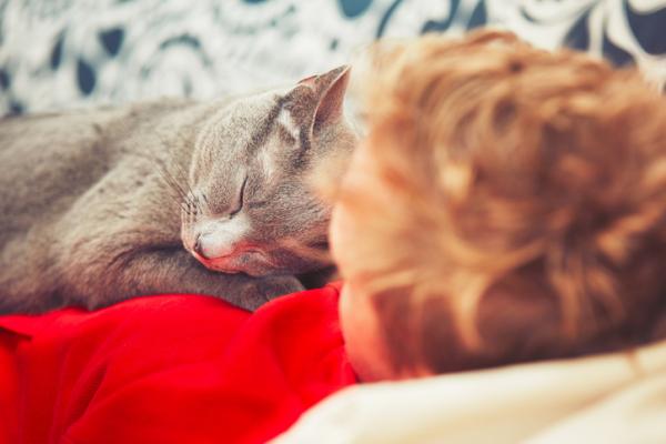 Hvorfor liker katter a sove oppa folk
