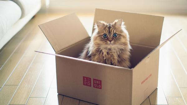 Hvorfor liker katter bokser