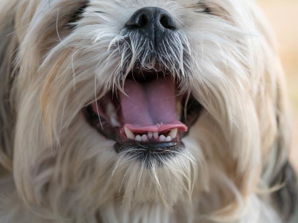 Hvorfor lukter hundens munn fiskeaktig