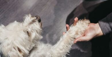 Hvorfor lukter hundens poter vondt