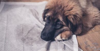 Hvorfor lukter hundens urin veldig sterkt