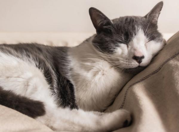 Hvorfor sover katter sa mye