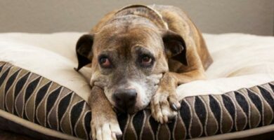 Impingement hos hunder typer symptomer og behandling