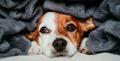 Kalde orer hos hunder arsaker og behandlinger