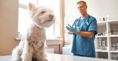 Lave blodplater hos hunder arsaker og behandling