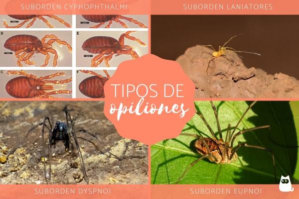 Opiliones eller patone edderkopper Definisjon egenskaper og eksempler