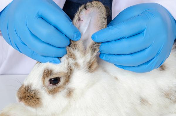 Orebetennelse hos kaniner Symptomer arsaker og behandling