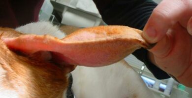 Otohematom hos hunder arsaker behandling og rettsmidler
