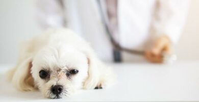 Pankreatitt hos hunder Symptomer arsaker og behandling