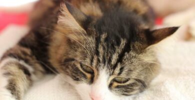 Pankreatitt hos katter Symptomer og behandling