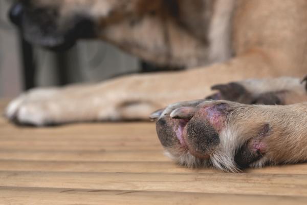 Pododermatitt hos hunder Symptomer og behandling