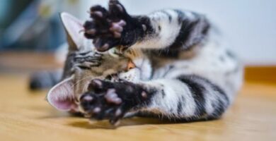 Pododermatitt hos katter Symptomer og behandling