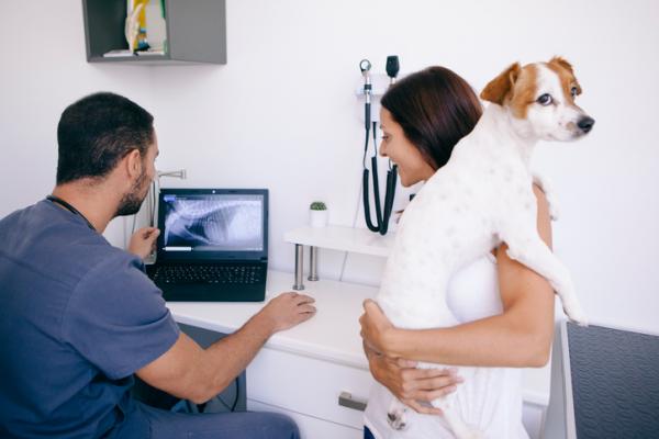 Tarmobstruksjon hos hunder Symptomer og behandling