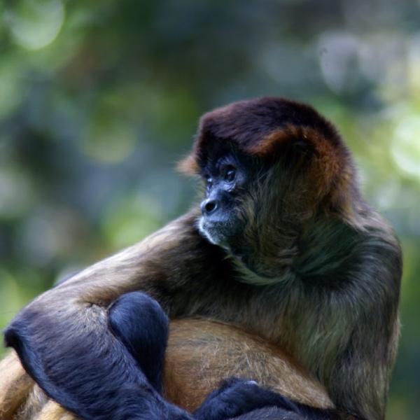Typer av aper og deres navn