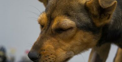 Vepsestikk hos hunder symptomer behandling og hjemmemedisiner
