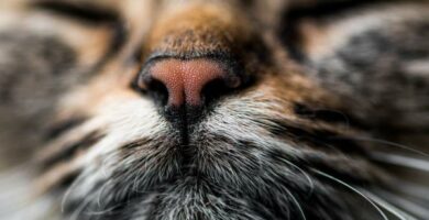 10 dufter som tiltrekker katter