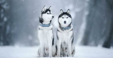 10 kuriositeter om Siberian husky