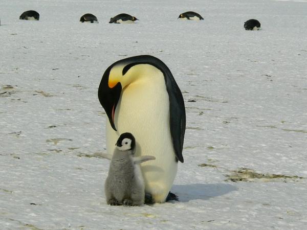 Topp 10 foreldre i dyreriket - 1. Emperor Penguin