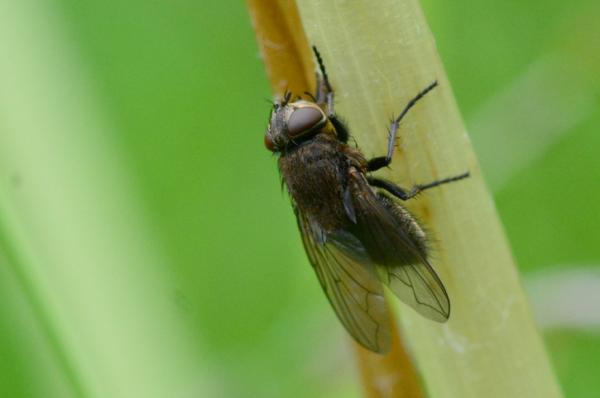 Typer fluer - Loftsfluer (Pollenia rudis)