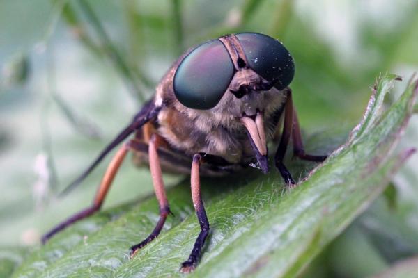 Typer fluer - Hestefluer (familie Tabanidae)