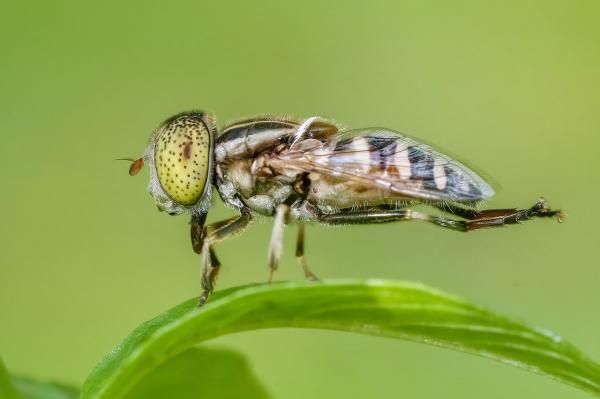 Hvor og hvordan puster insekter?  – Hvordan puster fluer?