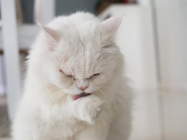Hvorfor slikker katten min mye?  – Katten min slikker mye på labben