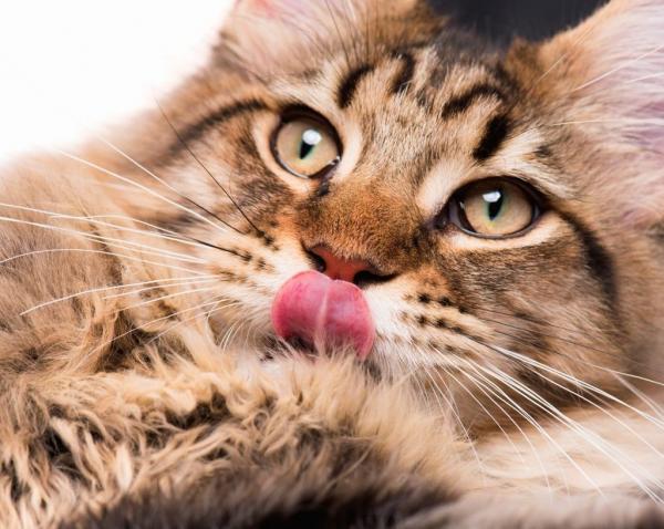 Hvorfor slikker katten min mye?  – Katten min slikker mye på munnen