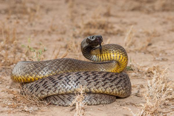 De 8 farligste reptilene i verden - 2. Taipan-slanger