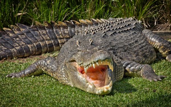 De 8 farligste reptilene i verden - 5. Saltvannskrokodille (Crocodylus porosus)