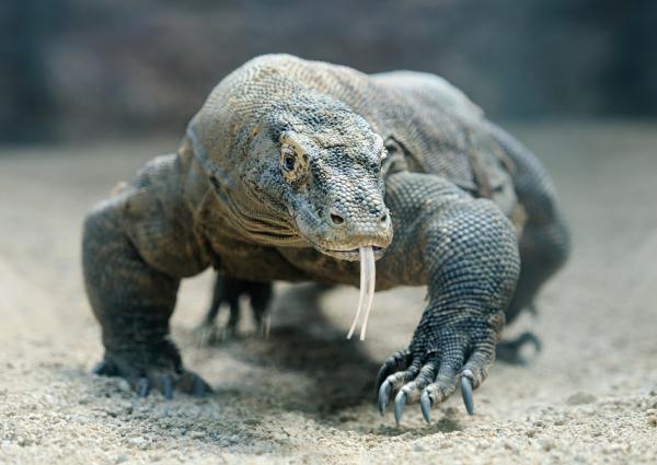 De 8 farligste reptilene i verden - 7. Komodo Dragon (Varanus komodoensis)