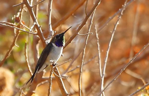 Innfødte dyr i Chile - Dyr i fare for utryddelse i Chile: kolibri fra Arica