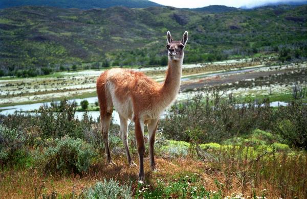 Innfødte dyr i Chile - Dyr i den nordlige sonen i Chile: guanaco
