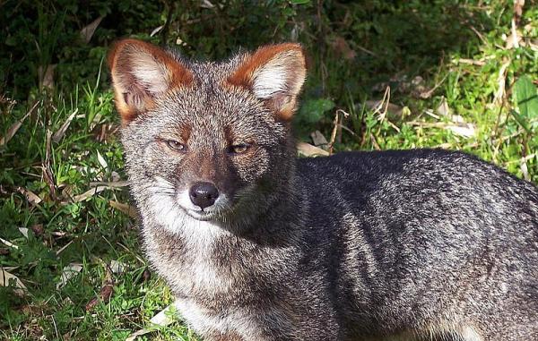 Innfødte dyr i Chile - Dyr i den sørlige sonen av Chile: chilote fox