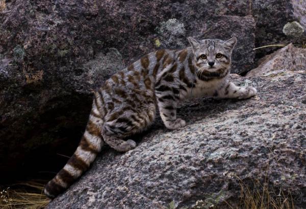 Innfødte dyr i Chile - Dyr i den nordlige sonen i Chile: Andes katt