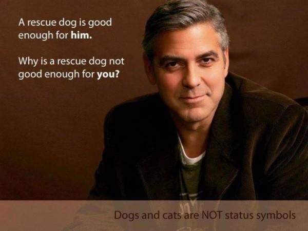 Topp 10 kjendiser som har adoptert hunder - 3. George Clooney