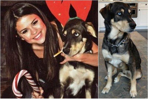Topp 10 kjendiser som har adoptert hunder - 4. Selena Gomez